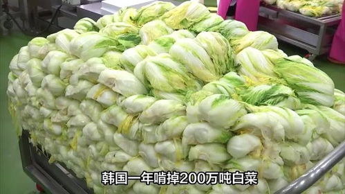 從白菜危機(jī)看韓國對中國農(nóng)產(chǎn)品的深度依賴與無奈